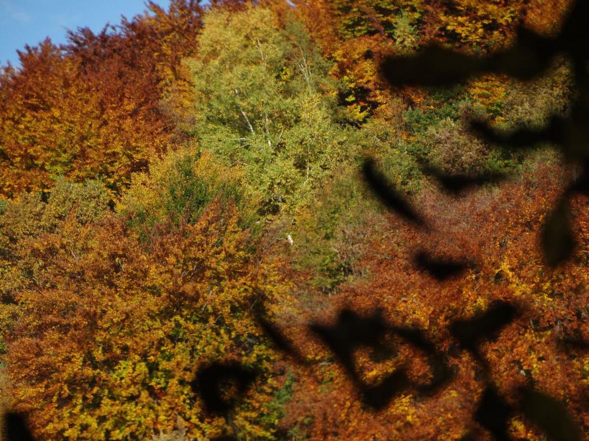 Gite Colombe Des Bois Estadens المظهر الخارجي الصورة